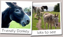 donkeys